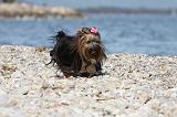 YORKSHIRE TERRIER 296
